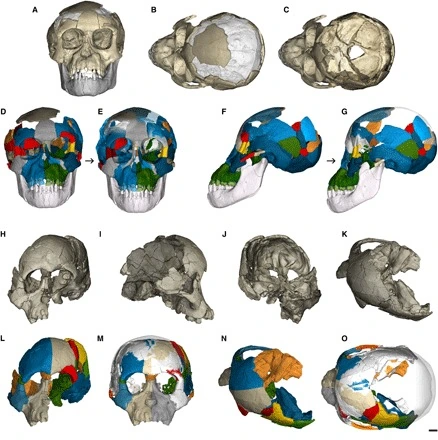 Figura compară craniile a doi copii din specia Australopithecus afarensis, descoperiți la Dikika și Hadar, în Etiopia. Primele panouri arată fosilele și fragmentele identificate prin scanare; celelalte arată poziționarea lor în reconstrucții digitale. Suprafețele transparente permit observarea spațiului din interiorul craniului. Părțile reconstruite sunt rezultatul unei analize anatomice. Bara reprezintă 1 cm.