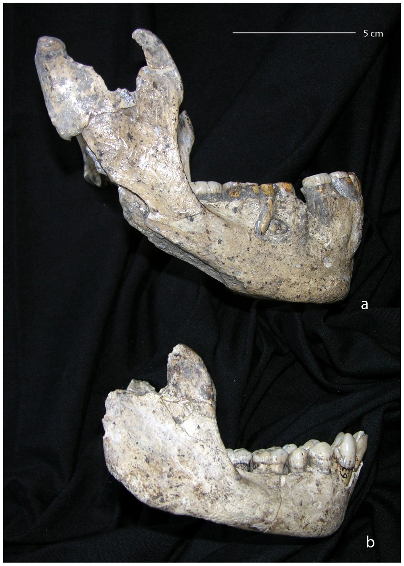 Sus este mandibula D2600, jos D2735, fotografiate din lateral. Mandibula este osul maxilarului inferior. Compararea formei corpului osos și a zonei care urcă spre articulație ajută la cercetarea diferențelor dintre indivizi. Fotografia prezintă două descoperiri din același sit; întrebarea dacă ele reflectă variația unei specii sau specii diferite este discutată în studii concurente.