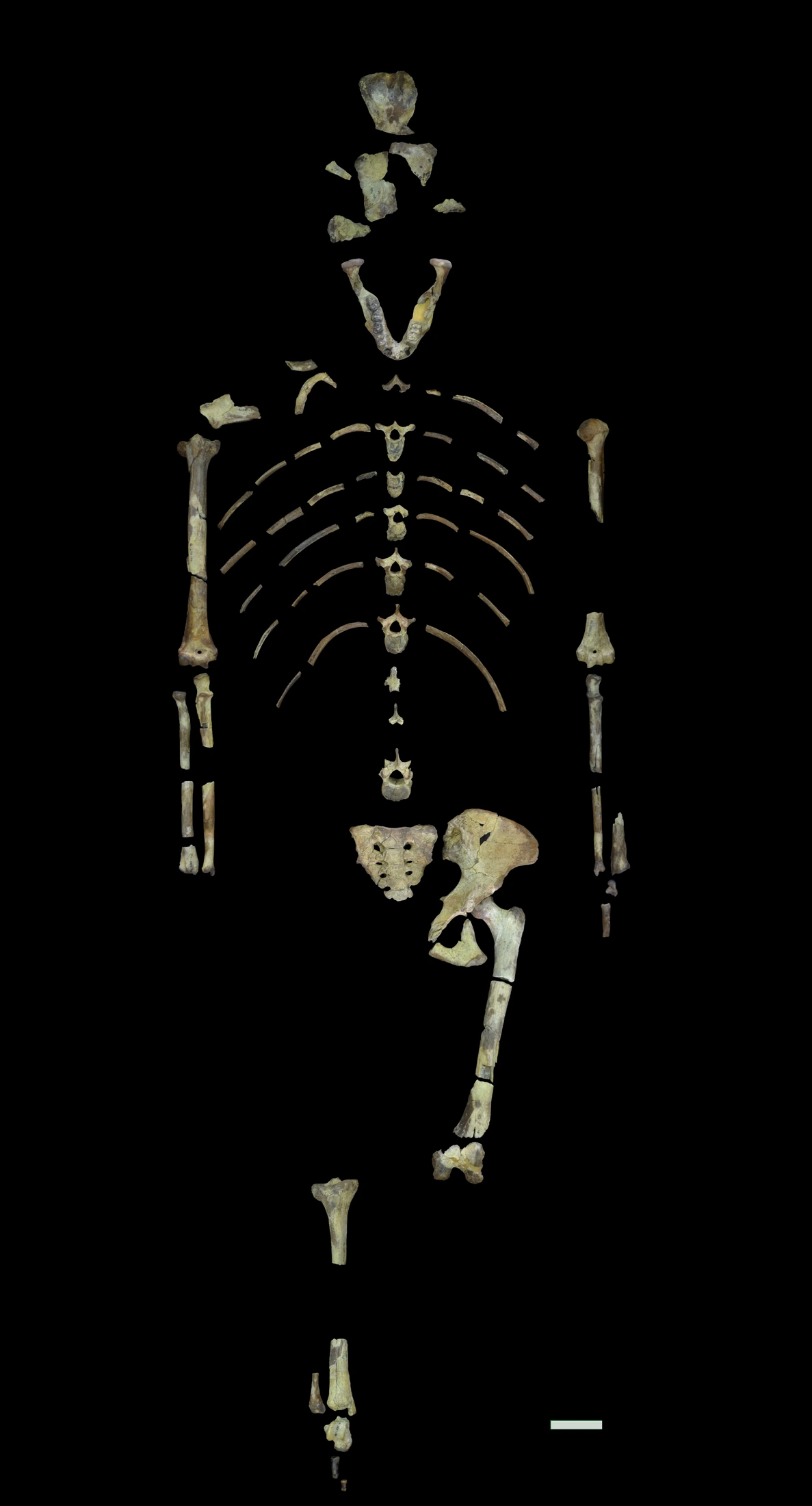 Oasele originale ale scheletului parțial Lucy, AL 288-1, așezate anatomic pe fundal negru