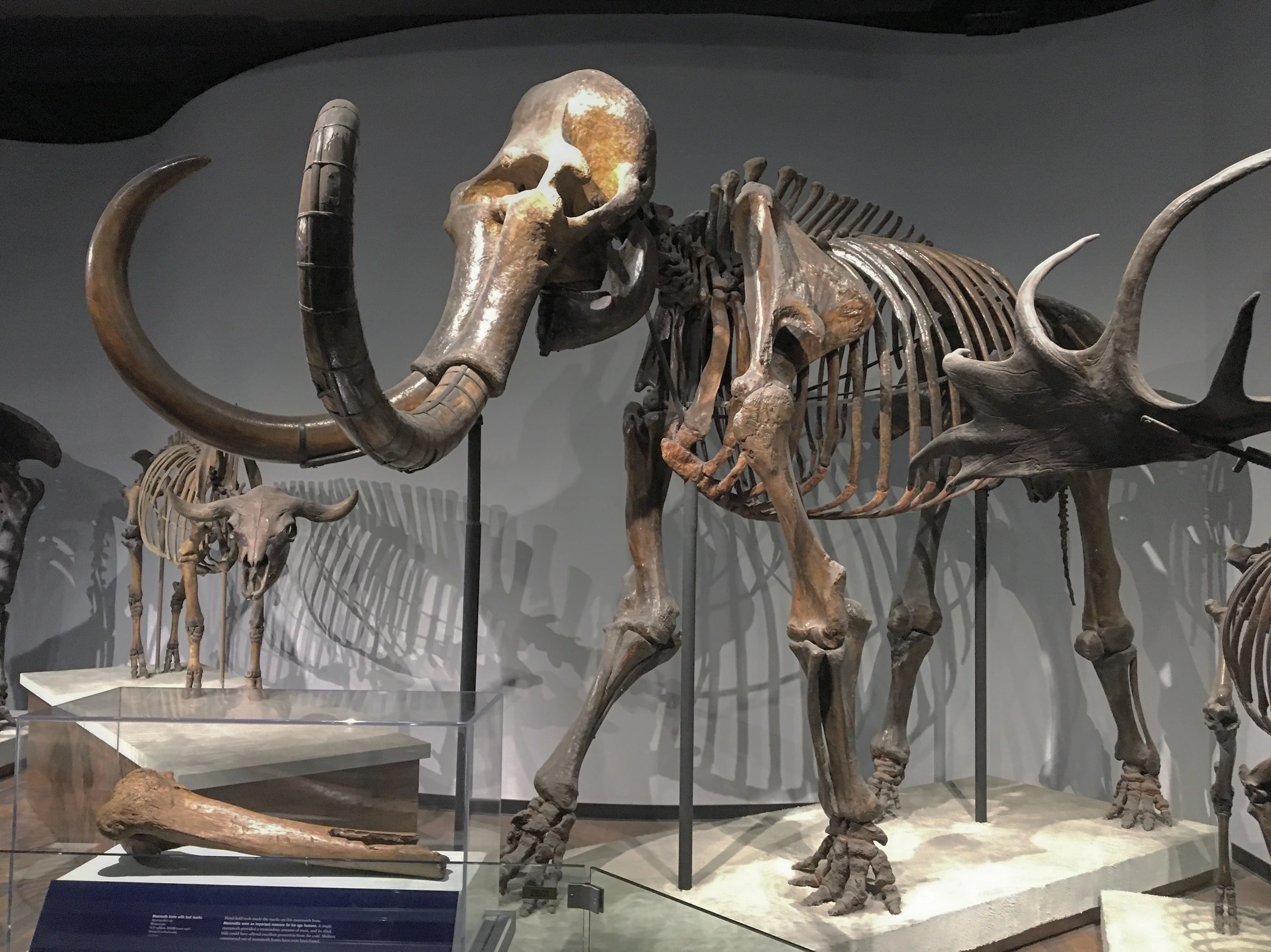Montaj muzeal al unui schelet de mamut lânos, Mammuthus primigenius. Oasele documentează anatomia animalului. Pentru a cerceta restrângerea populațiilor și dispariția lor sunt necesare și datări ale rămășițelor, dovezi despre vegetație și, unde se păstrează, ADN vechi. Fotografia prezintă un exponat din Chicago, nu rămășițele populației de pe insula Wrangel.
